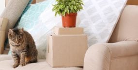 Cat and moving boxes on a sofa