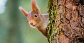 Red squirrel behind a tree