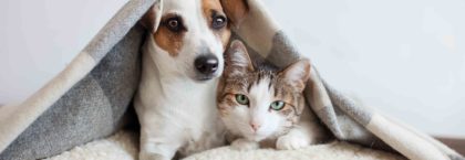 Pet dog and cat under a blanket