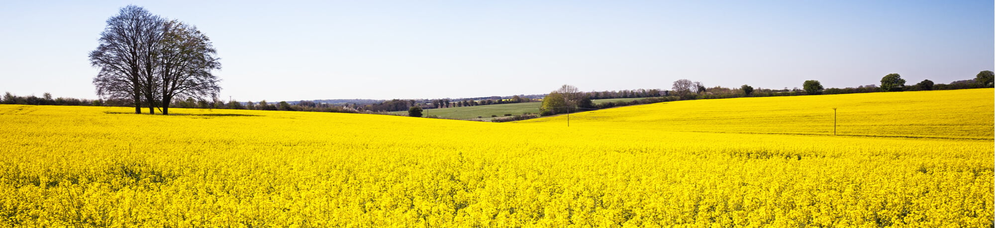 panorama-field-hampshire-yellow-rape-canola-flowers