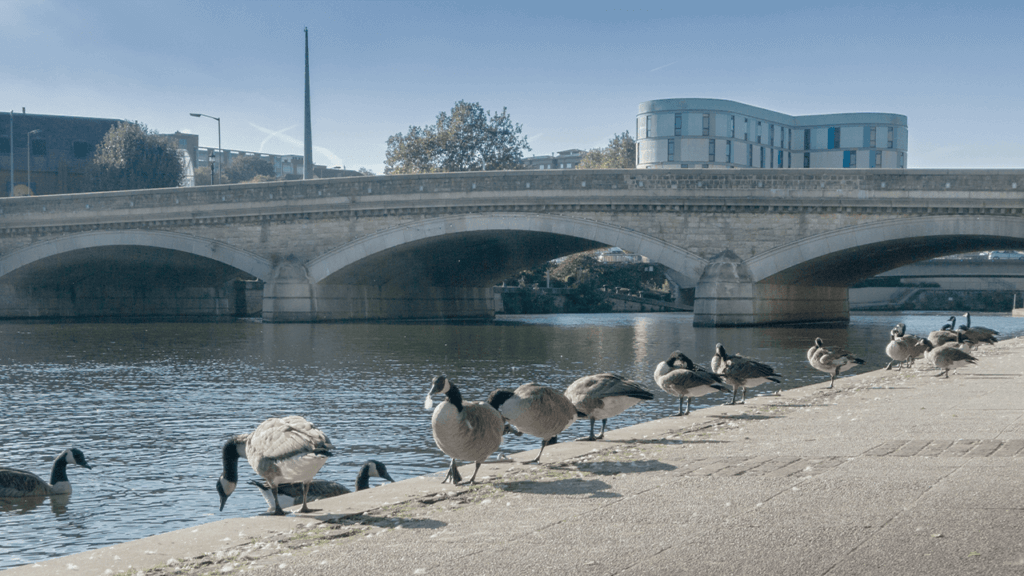 ducks-river-maidstone-kent