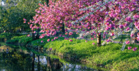 cherry-blossom-lloyd-park-walthamstow-london