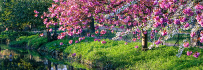 cherry-blossom-lloyd-park-walthamstow-london