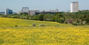 basingstoke-with-buttercups-hampshire